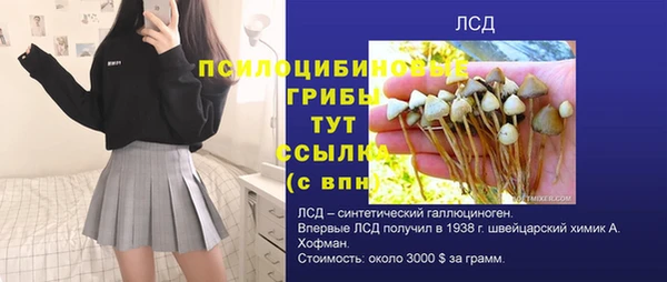 стаф Верея
